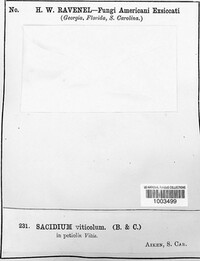 Sacidium viticolum image